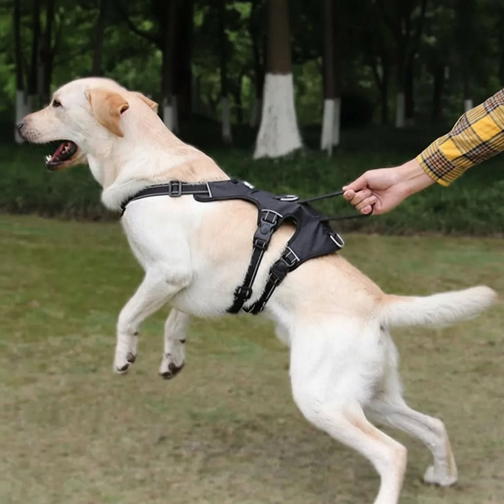 No Pull Dog Harness, Escape Proof Harness for Dogs – image 4