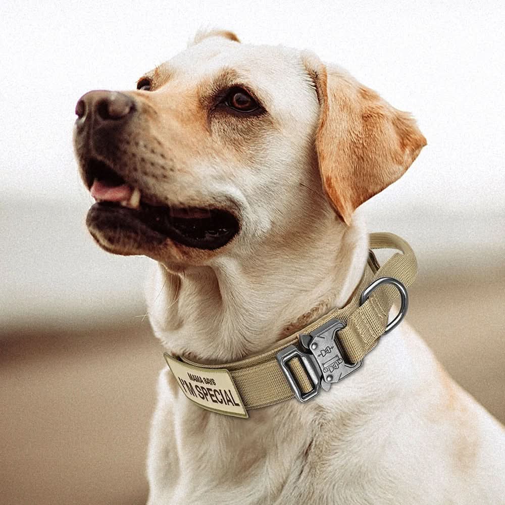 Tactical Dog Collar with Handle, Weatherproof Dog Collar for Training and Walks – image 11