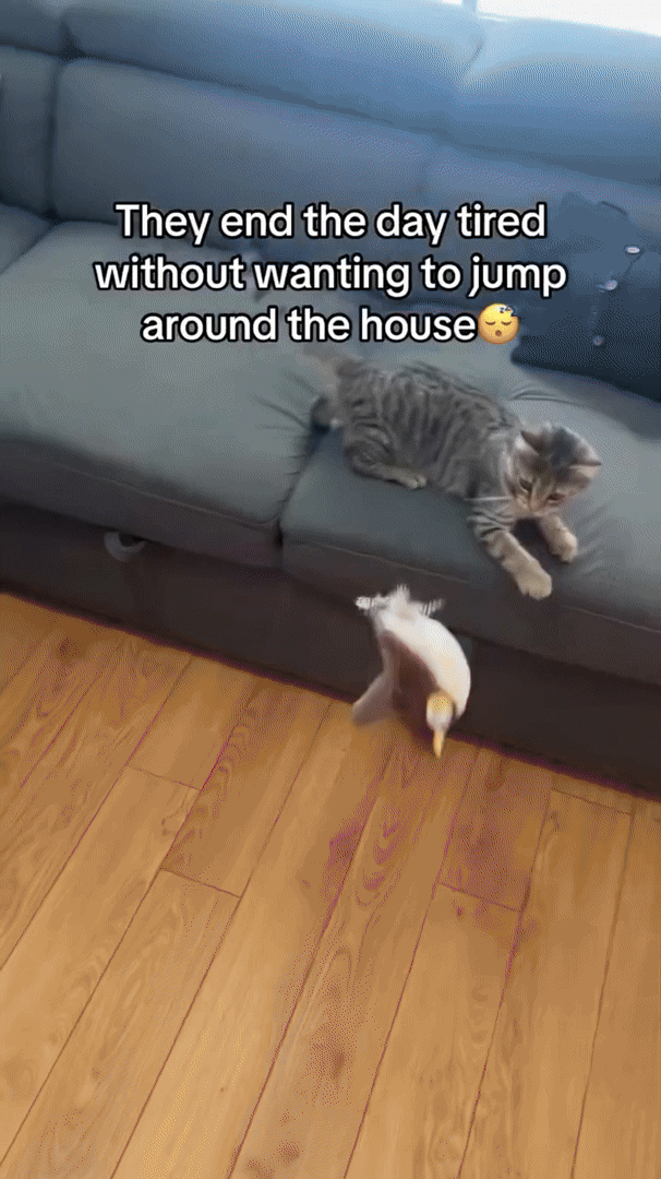 Interactive Cat Toys for Indoor Cats, Rechargeable Plush Cat Toy with Realistic Movement