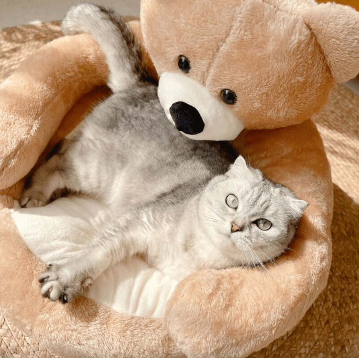 Round Cat Beds with Raised Edge, Soft Plush Pet Bed 46 cm or 57 cm