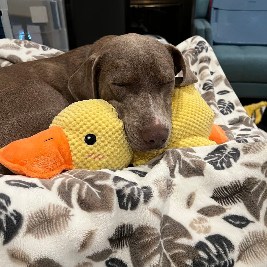 Calming Duck | Interactive Dog Toy with Quacking Sound | Engaging Chew Toy for Stress Relief 5