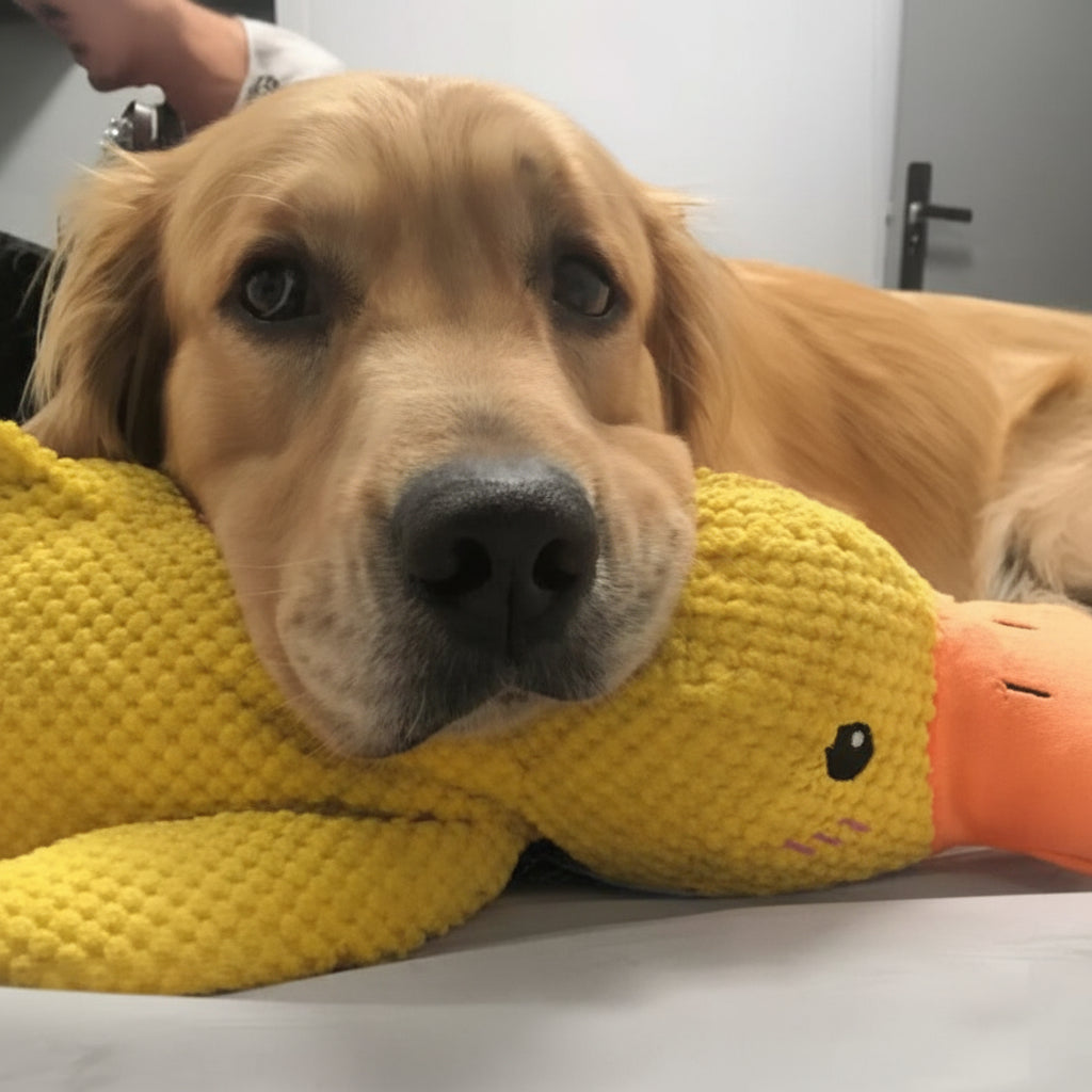 Calming Duck | Interactive Dog Toy with Quacking Sound | Engaging Chew Toy for Stress Relief 6