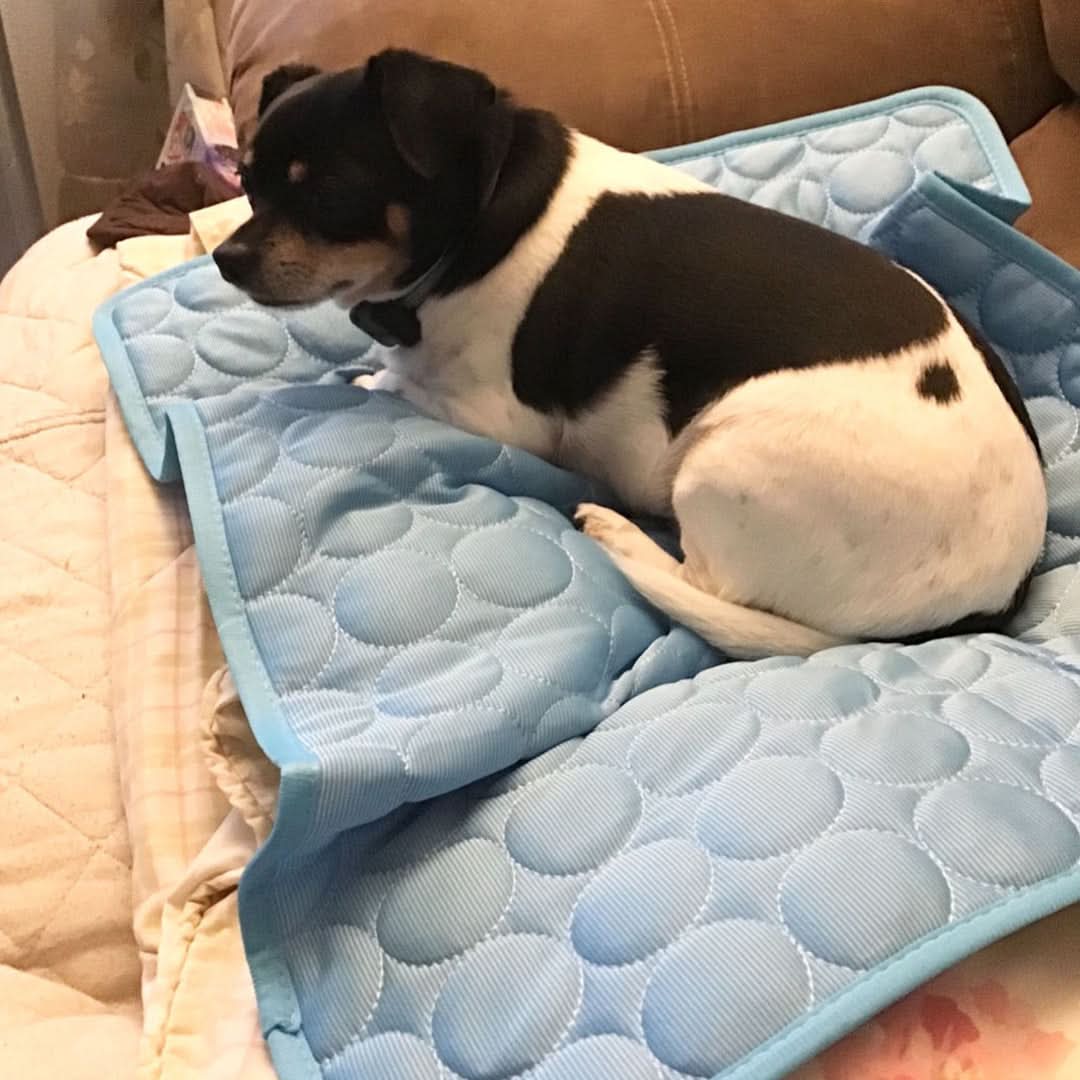 Cooling Mat for Dogs | Ice Silk Fabric with Portable Design for Instant Relief 1