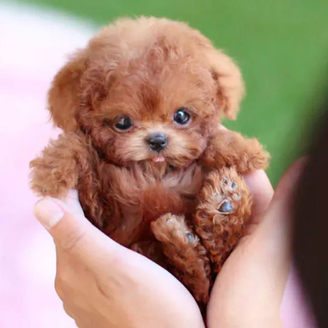 Plush Toy Dog, Movable Soft Toy Puppy for Kids
