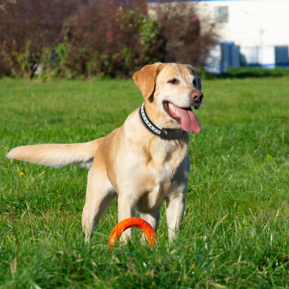 Pawfey | Wireless Dog Fence System with Adjustable Boundary | Weatherproof Collar for Safe Outdoor Roaming