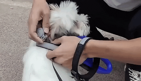Pet Guardian | GPS Dog Tracker with Real-Time Location Updates | Compact Design for Safety 2