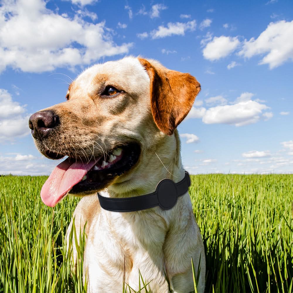 Dog Collar with AirTag Holder, PU Leather Dog Collar, Waterproof Puppy Collar for Small and Medium Dogs