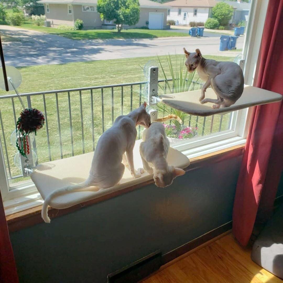 Foldable Cat Hammock for Windows, Cat Window Bed, Wall Mounted Cat Bed with Suction Cups or Adhesive Pads