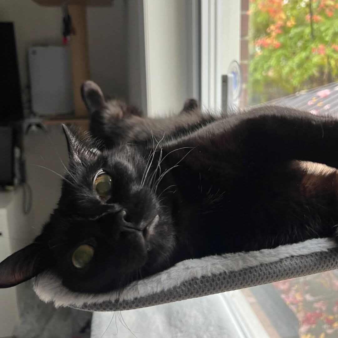 Foldable Cat Hammock for Windows, Cat Window Bed, Wall Mounted Cat Bed with Suction Cups or Adhesive Pads_04