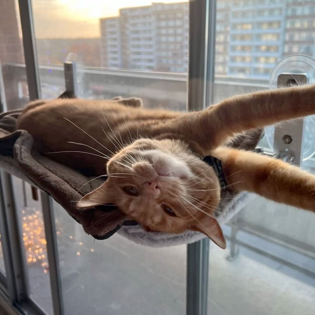Foldable Cat Hammock for Windows, Cat Window Bed, Wall Mounted Cat Bed with Suction Cups or Adhesive Pads_02