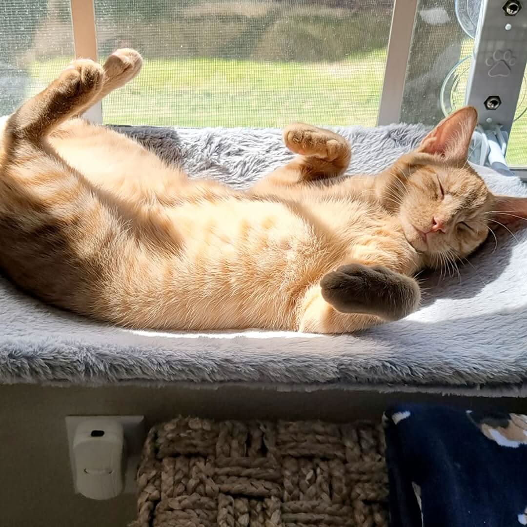 Foldable Cat Hammock for Windows, Cat Window Bed, Wall Mounted Cat Bed with Suction Cups or Adhesive Pads_00