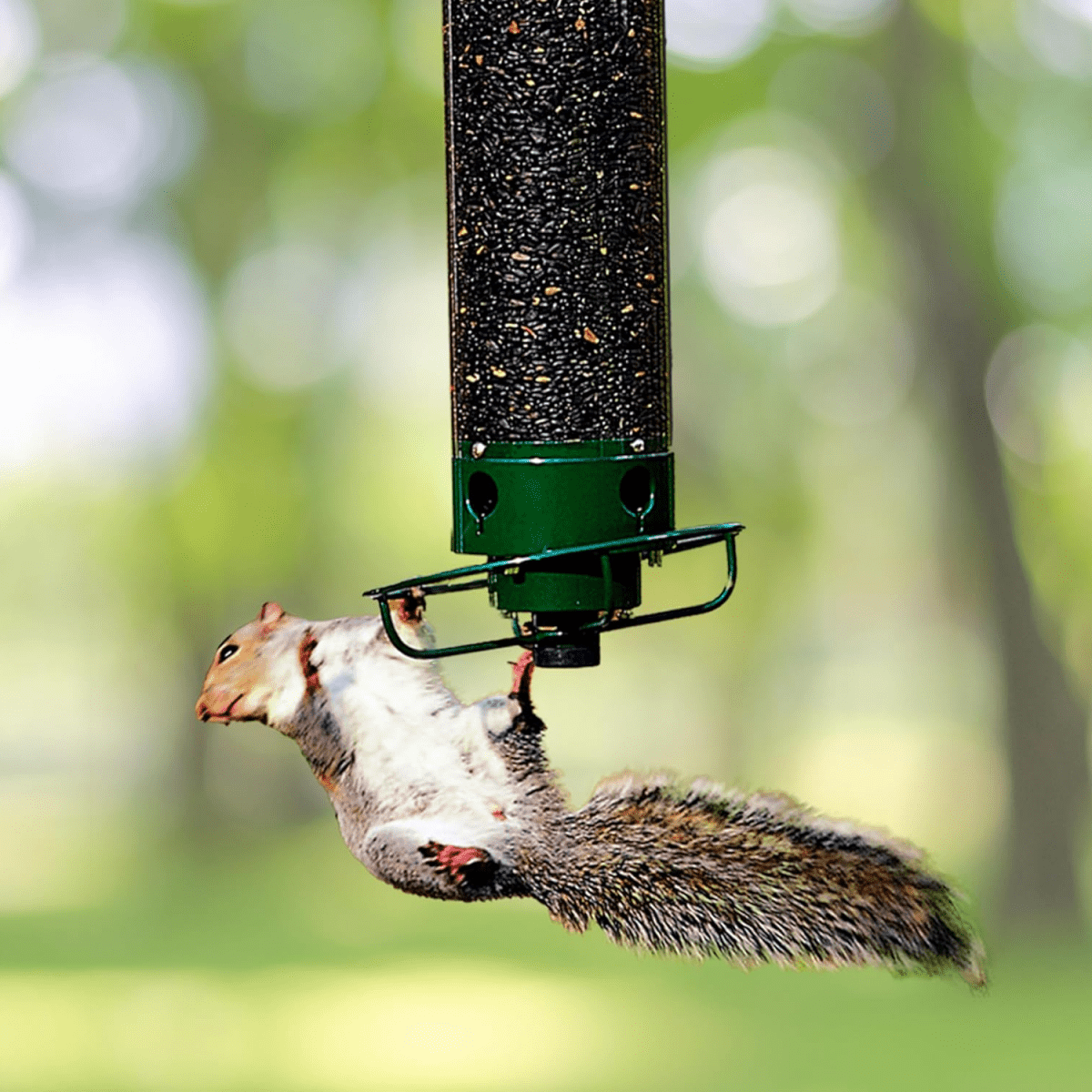 Bird Feeders, Outdoor Bird Feeder with Multi Port Feeding Openings – image 4