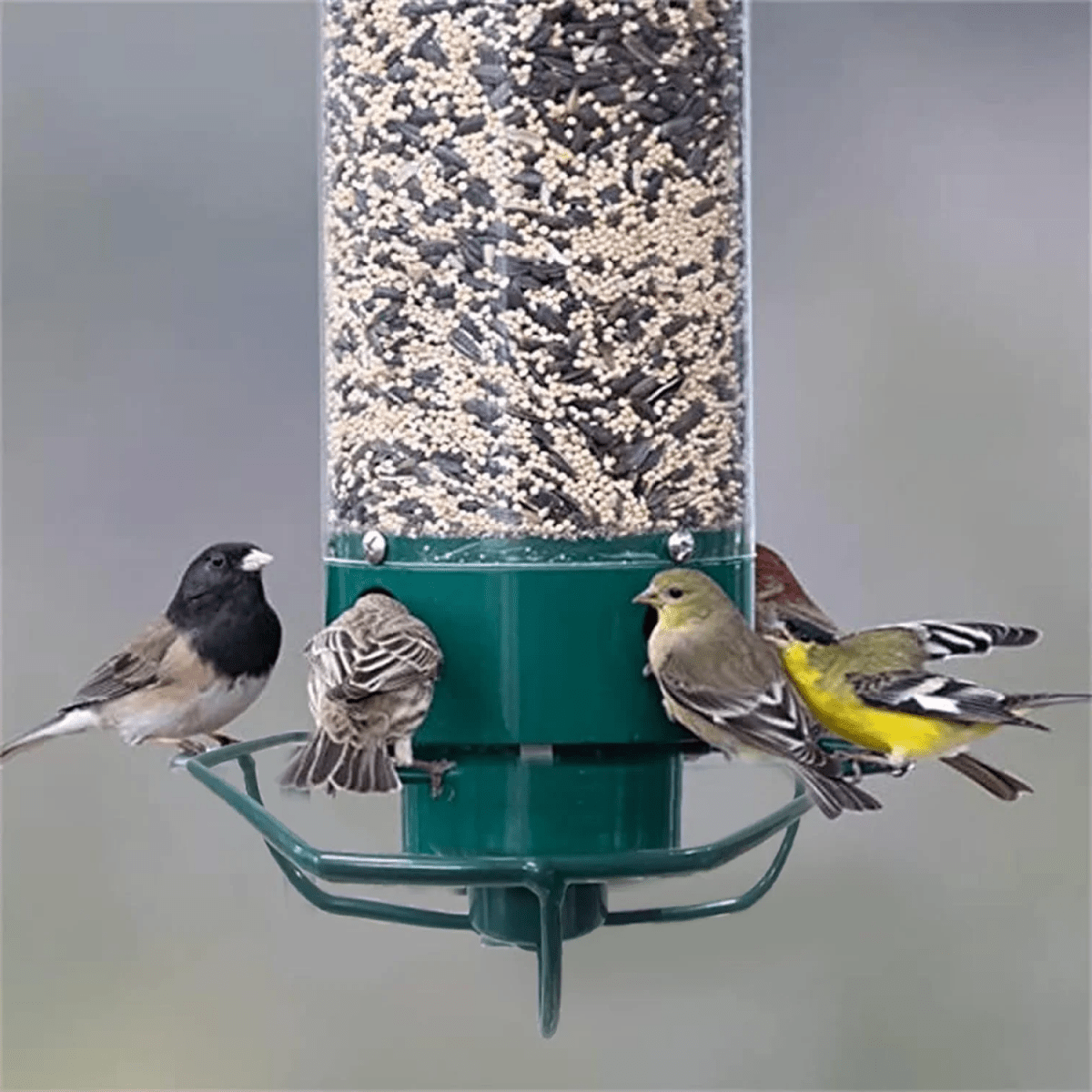 Bird Feeders, Outdoor Bird Feeder with Multi Port Feeding Openings – image 6