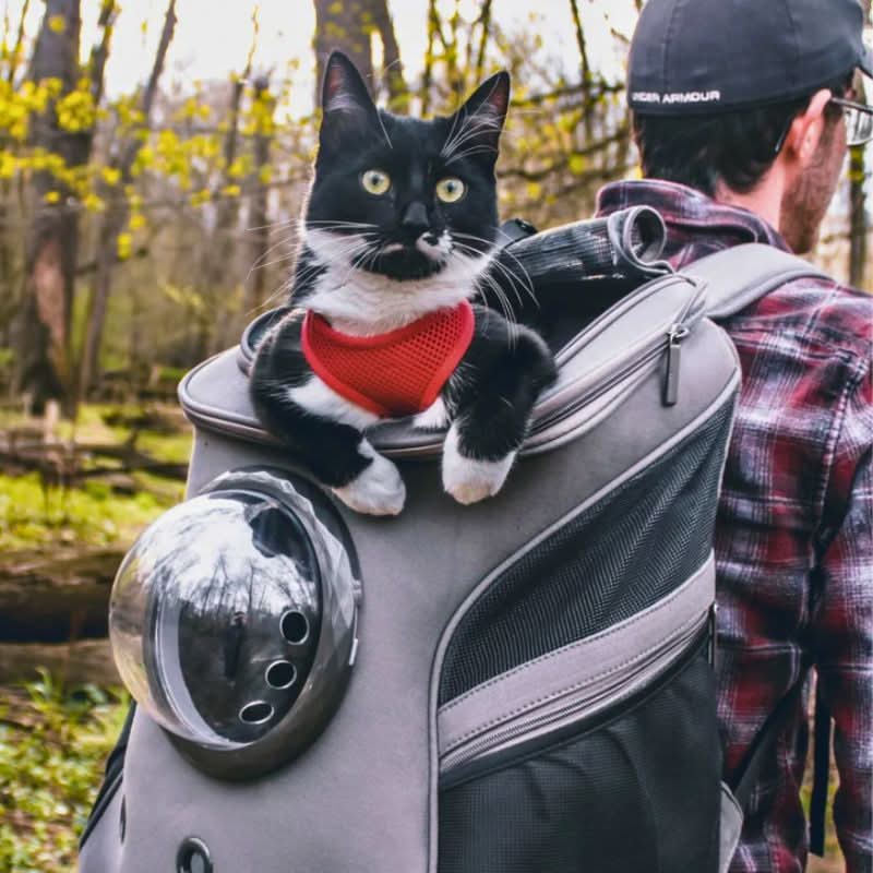 Cat Carrier Bag, Foldable Pet Carrier with Panoramic Window, Dog Carrier Bag for Small Dogs up to 9 kg_01